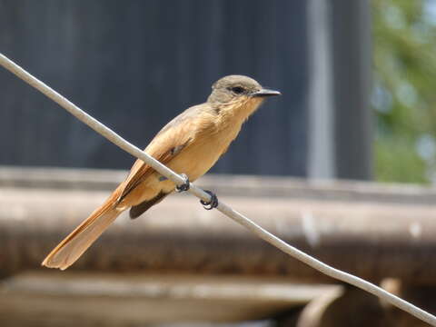 Image of Rufous Flycatcher