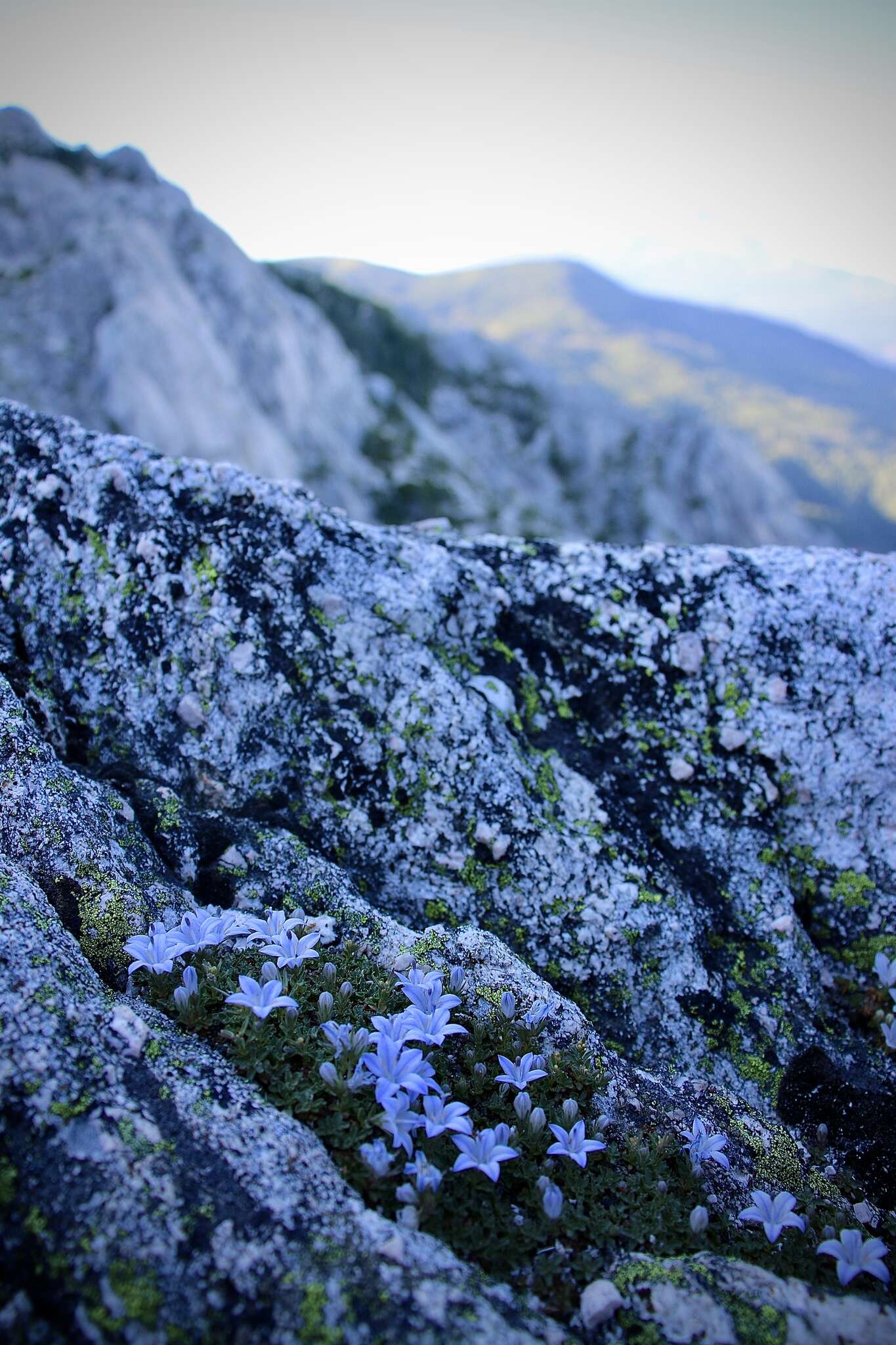 Image of Castle Crags bellflower