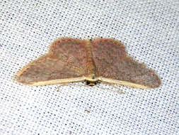 Image of Idaea costaria Walker 1863