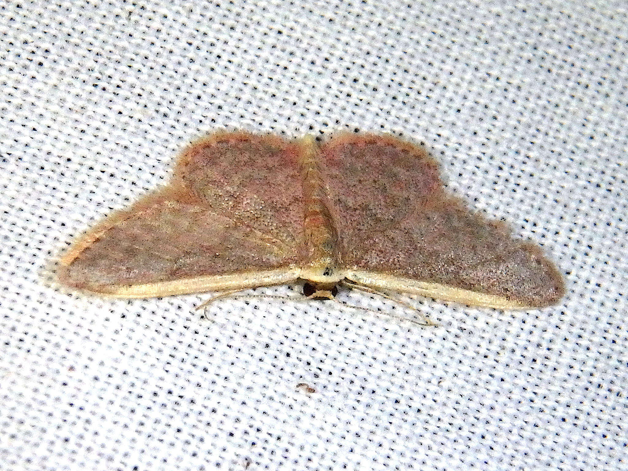 Image of Idaea costaria Walker 1863