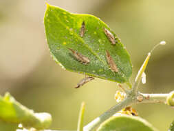 Image of Leuronota maculata (Crawford 1910)