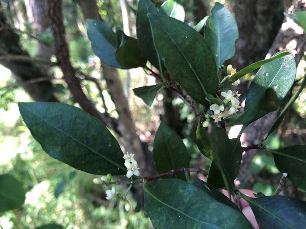 Image of Triflorensia cameronii (C. T. White) S. T. Reynolds