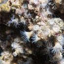 Image of gray encrusting anemone