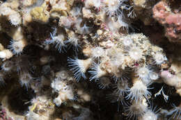 Image of gray encrusting anemone