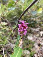 Image of Grevillea quercifolia R. Br.