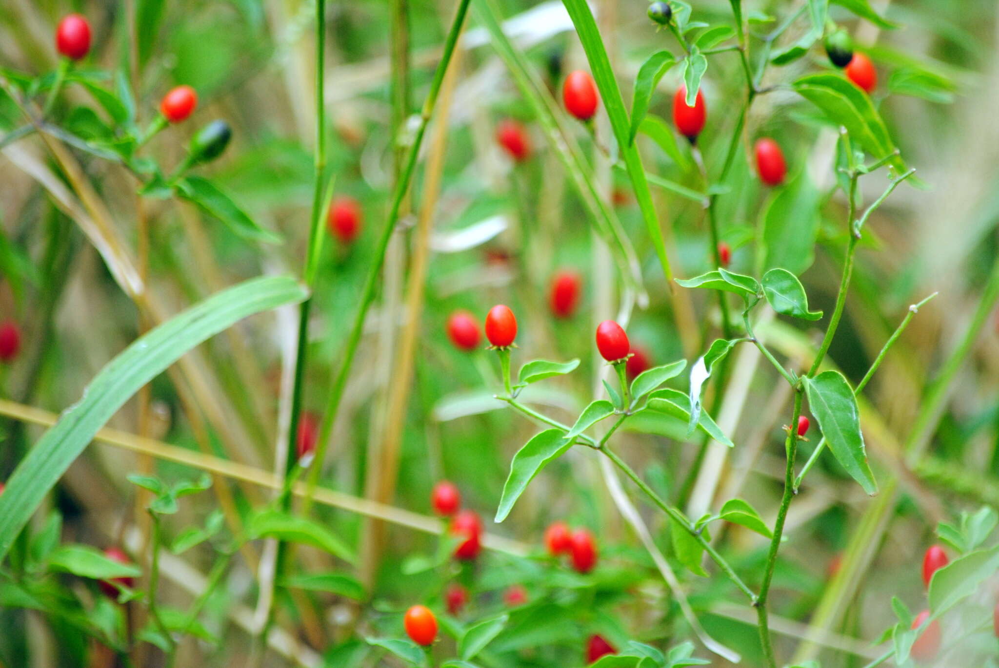 Image of Capsicum chacoense A. T. Hunziker