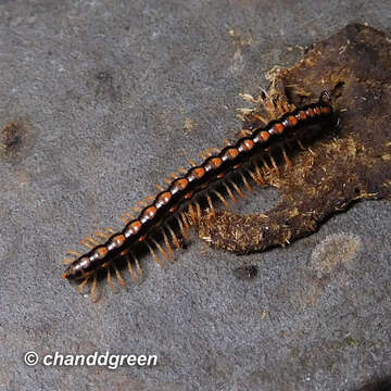 Image of Millipede