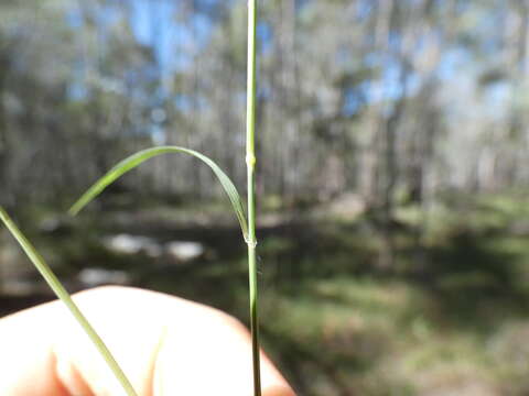 Image of Enteropogon unispiceus (F. Muell.) Clayton