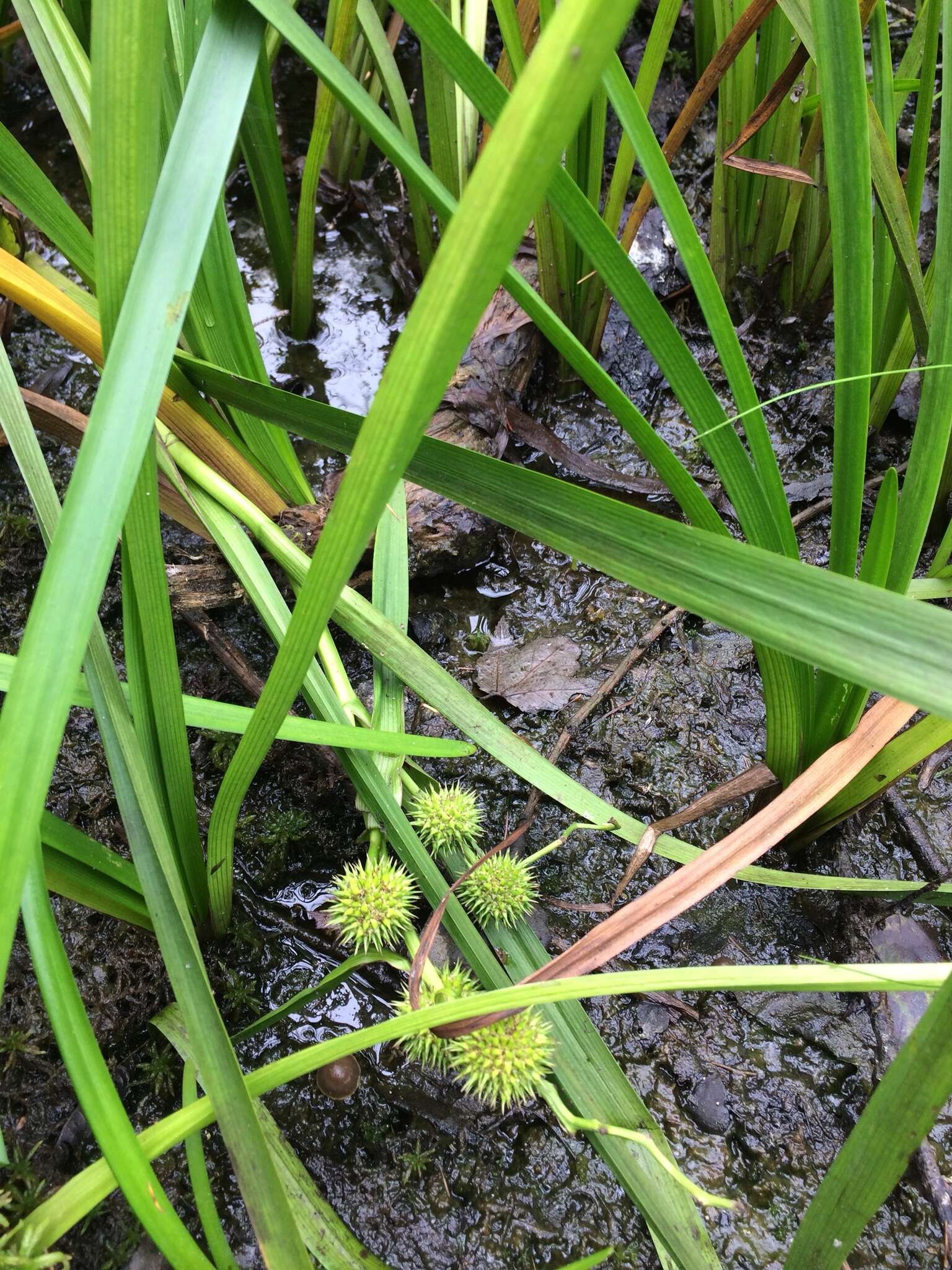 Image de Sparganium americanum Nutt.