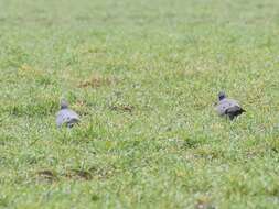 Image of Stock Dove