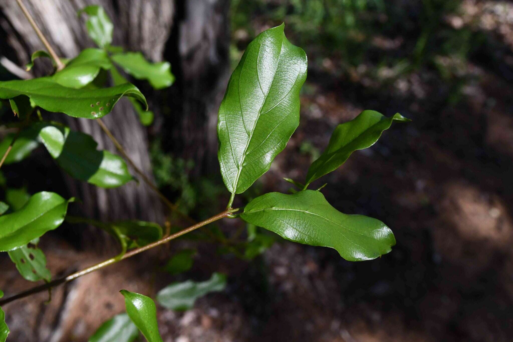 Imagem de Combretum apiculatum Sond.