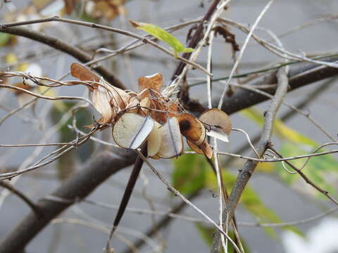 Image of Dioscorea cirrhosa Lour.