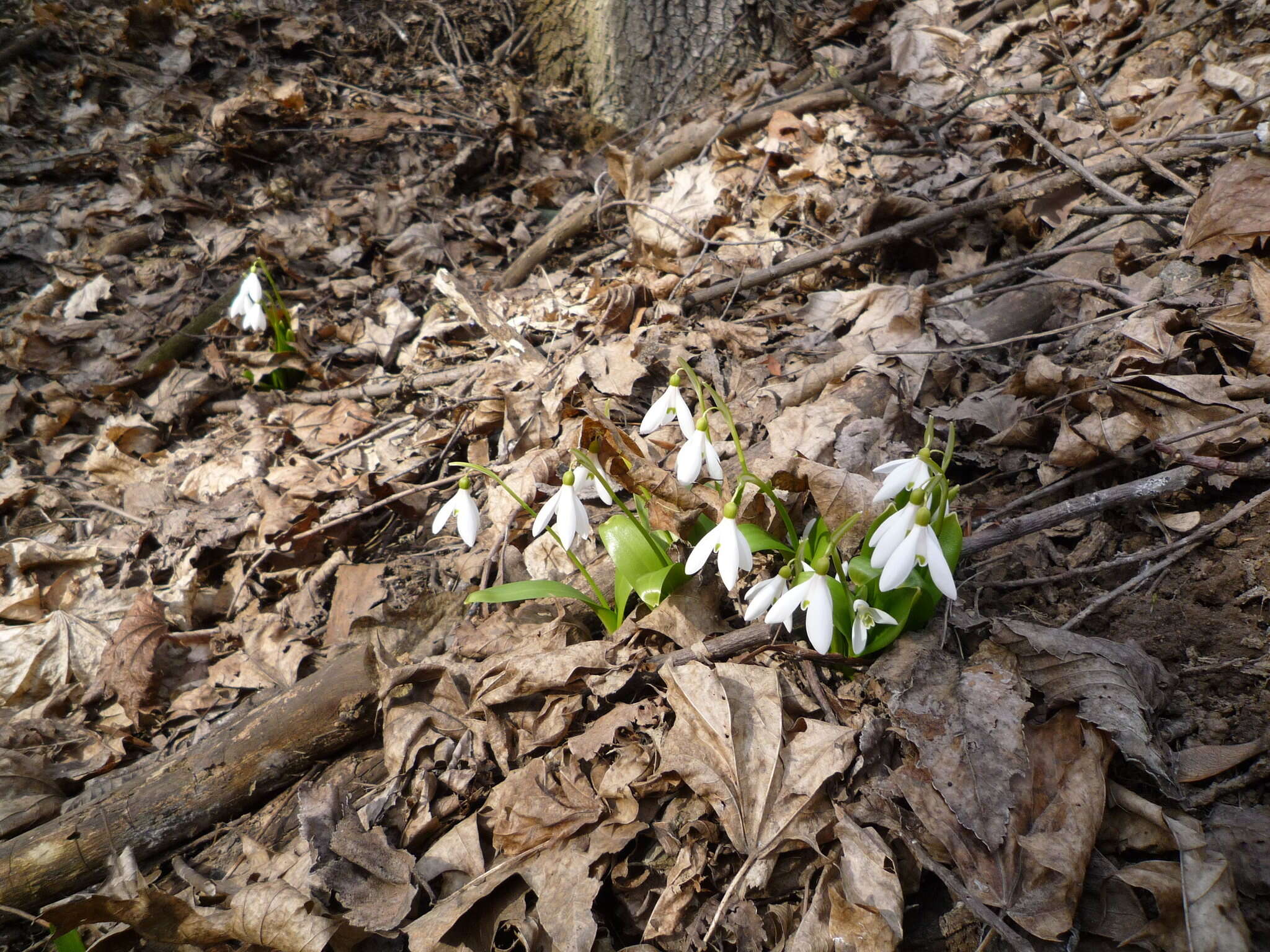 Image de Galanthus woronowii Losinsk.