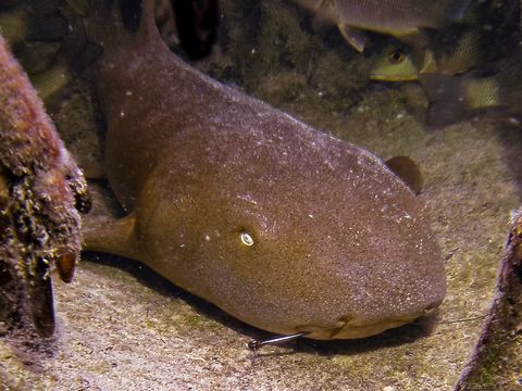 Image of Nurse Shark