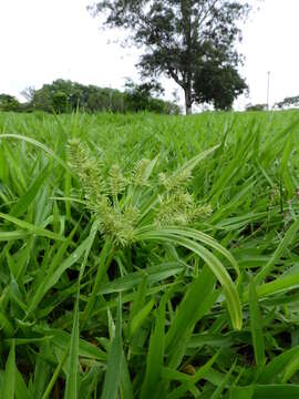 Cyperus meyenianus Kunth的圖片