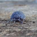 Imagem de Armadillidium cythereium Strouhal 1937