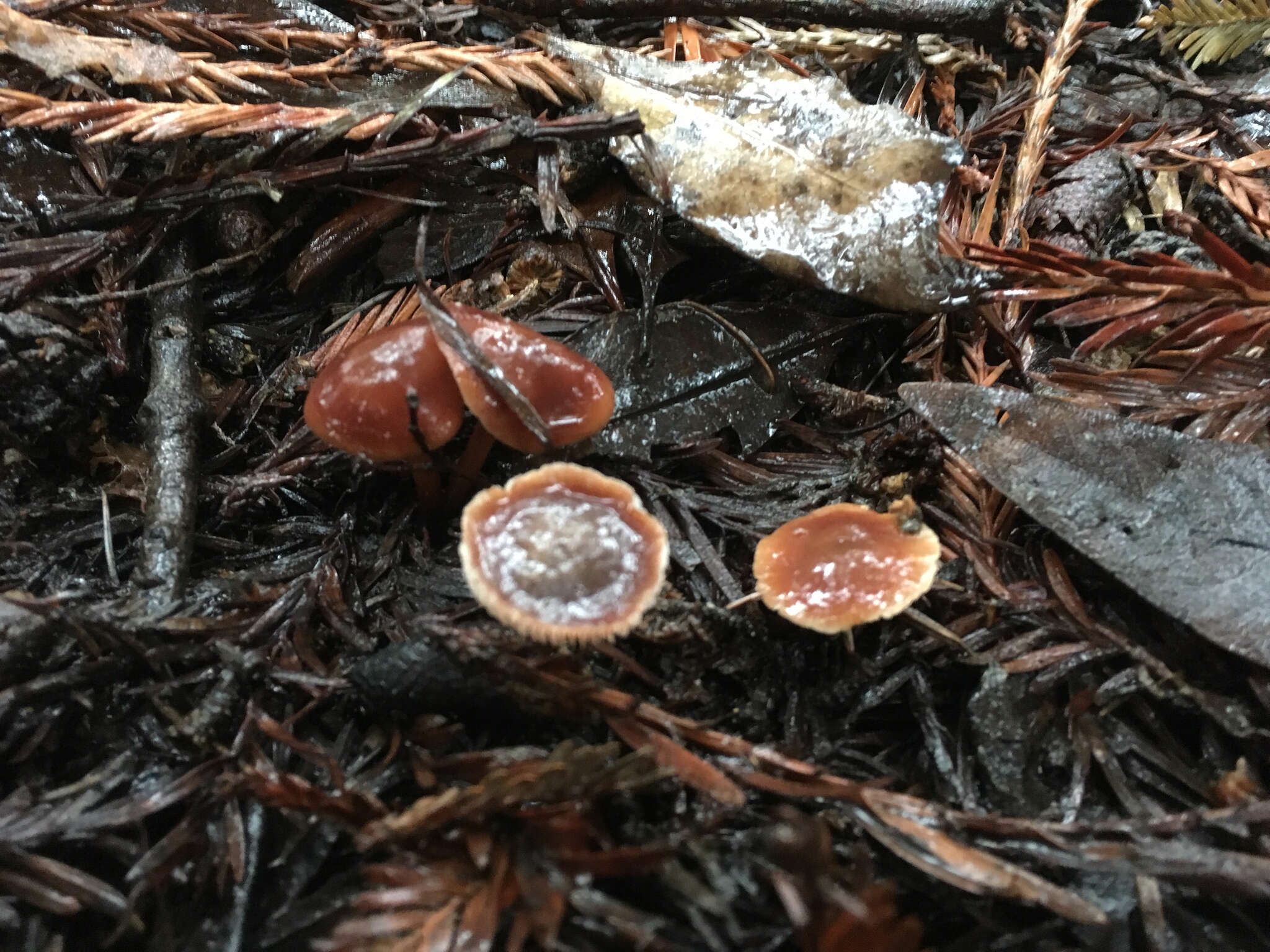 Image of Gymnopus brassicolens (Romagn.) Antonín & Noordel.