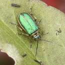 Trirhabda flavolimbata (Mannerheim 1843)的圖片