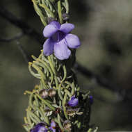 Image of Turpentine Mint-bush