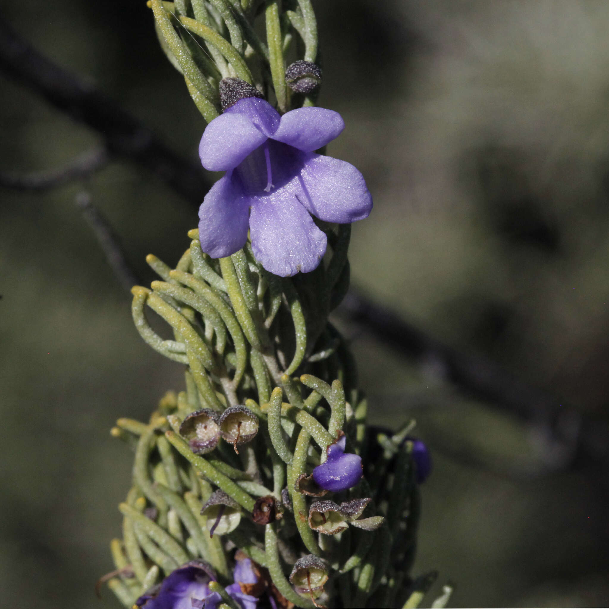 Image of Turpentine Mint-bush