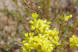 Image of sulphur-flower buckwheat