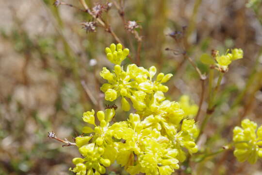 Image de Eriogonum umbellatum var. chlorothamnus Reveal