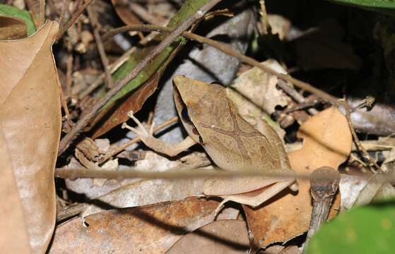 Imagem de Pristimantis chiastonotus (Lynch & Hoogmoed 1977)