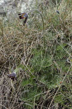 Imagem de Pulsatilla rubra (Lam.) Delarbre