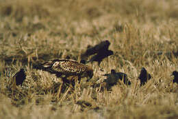 Image of White-tailed Eagle