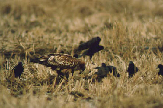 Image of White-tailed Eagle