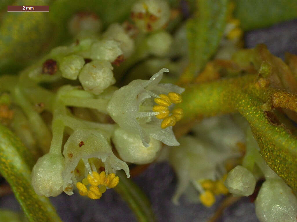 Cuscuta cuspidata Engelm. & Gray resmi