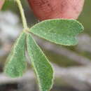 Image of Indigofera alpina Eckl. & Zeyh.