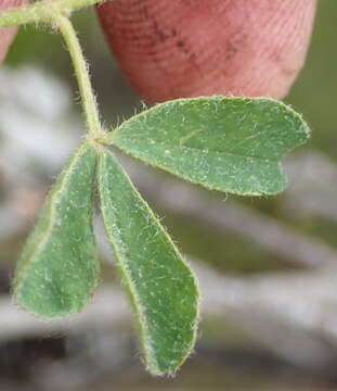 Image of Indigofera alpina Eckl. & Zeyh.