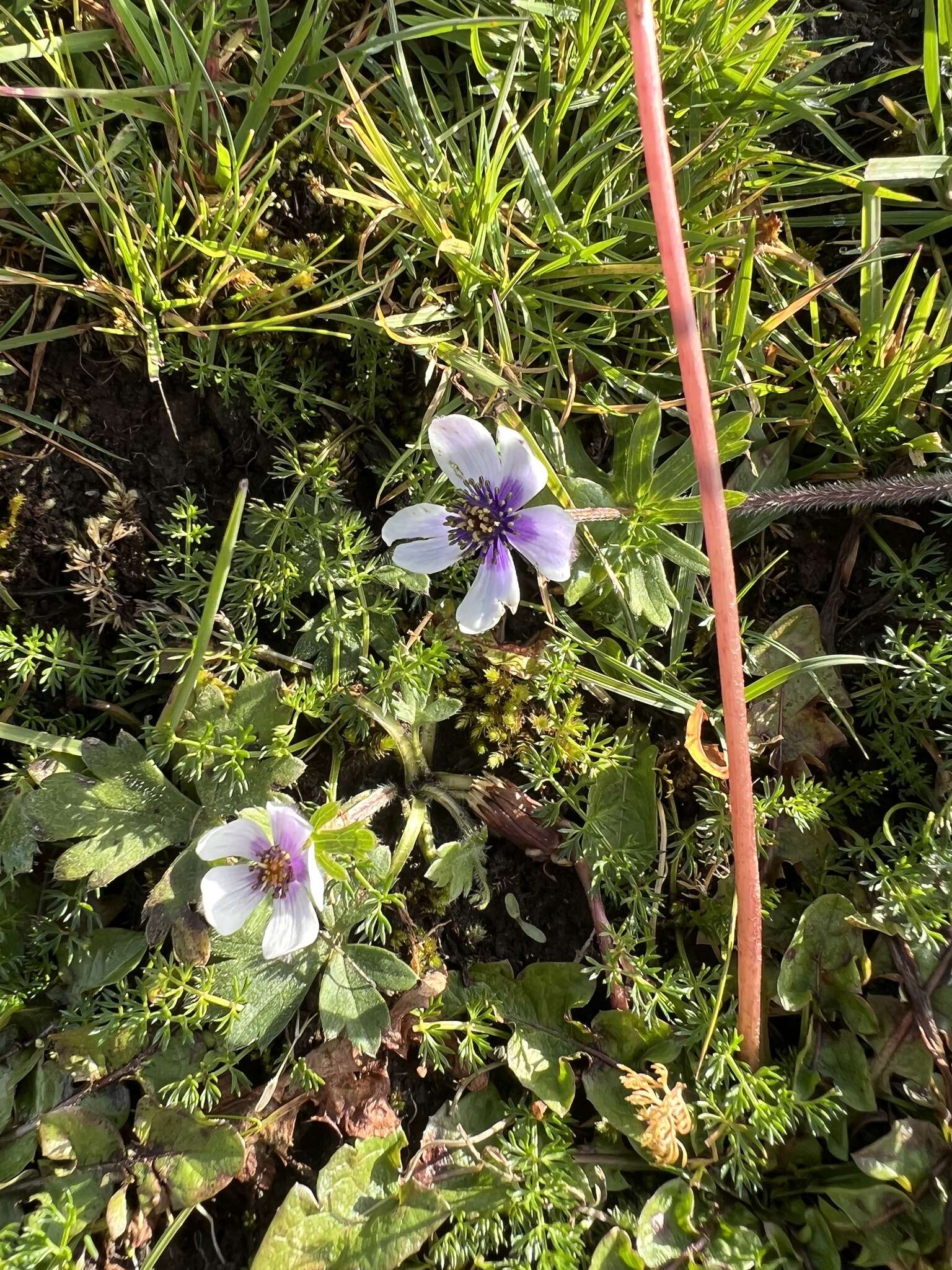 Слика од Anemonastrum obtusilobum (D. Don) Mosyakin