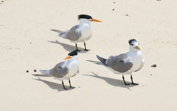 Image of Lesser Crested Tern