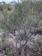 Image of Allocasuarina muelleriana (Miq.) L. A. S. Johnson