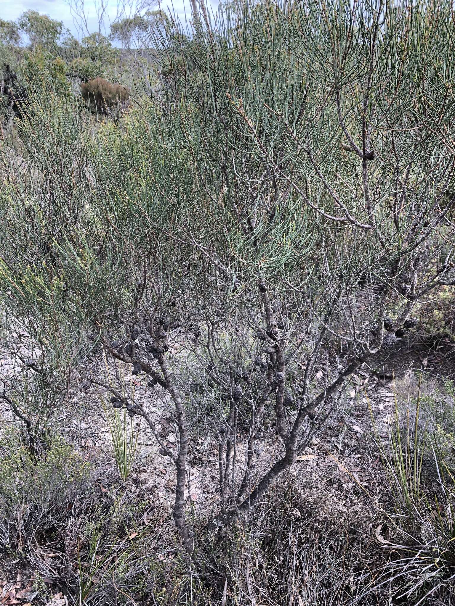 Image of Allocasuarina muelleriana (Miq.) L. A. S. Johnson