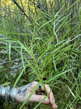 Image of three-way sedge