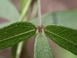 Imagem de Glycine microphylla Tindale