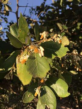 Image of Styrax ferrugineus Nees & Mart.