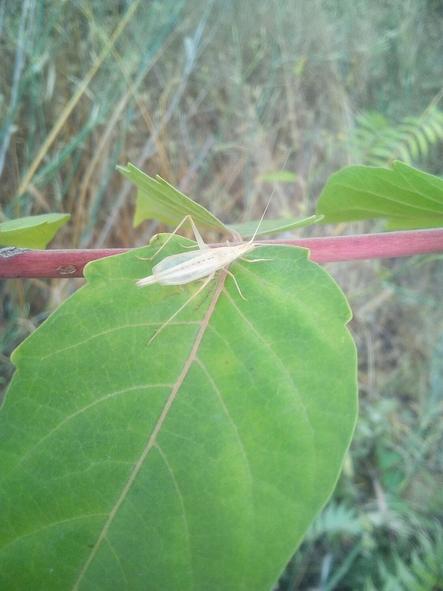 Image of Oecanthus dulcisonans Gorochov 1993