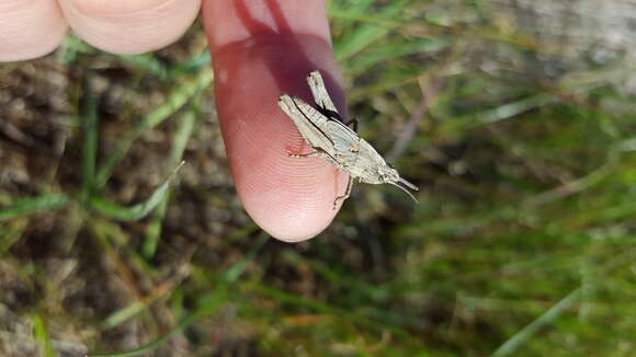 Image of Chimarocephala elongata Rentz & D. C. F. 1977