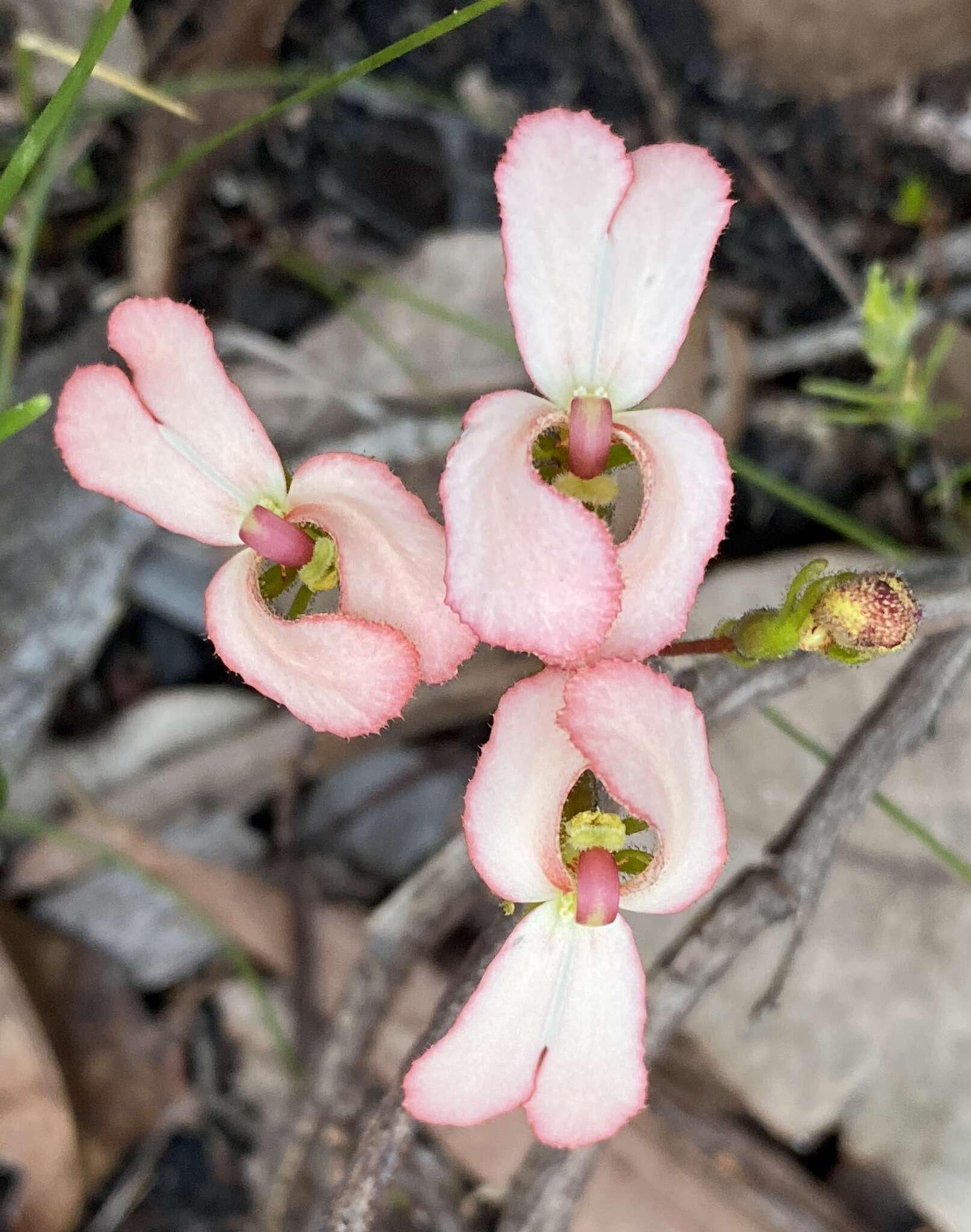 Image of Stylidium schoenoides DC.