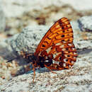 Image of Boloria erda