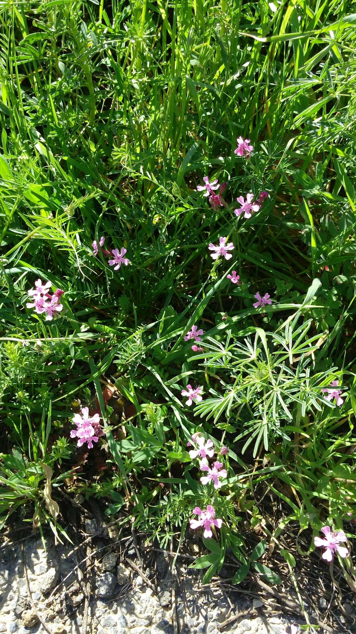 Silene aegyptiaca (L.) L. fil.的圖片