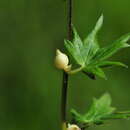 Image of Columbian monkshood