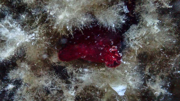 Image of red sea-squirt