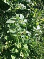 Physalis philadelphica Lam. resmi