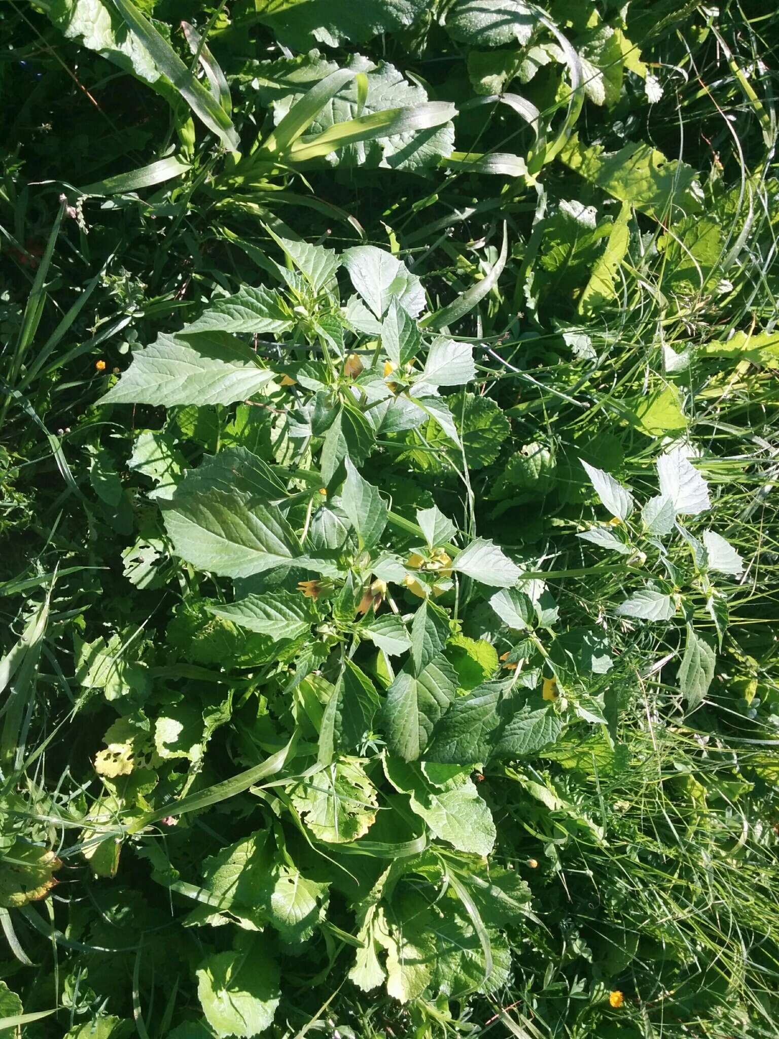 Imagem de Physalis philadelphica Lam.