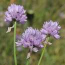 Allium schoenoprasoides Regel的圖片